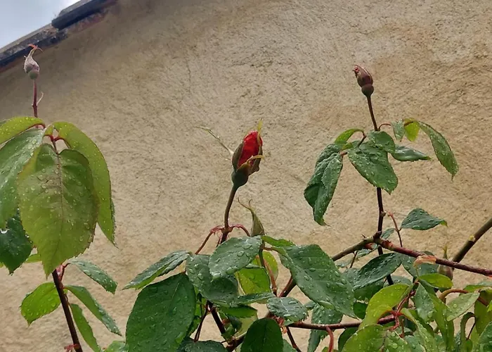 Chez Agatha Vertheuil-en-Médoc